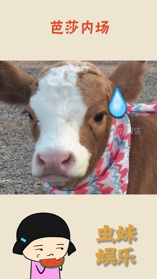 抖音吃瓜娱乐号怎么弄